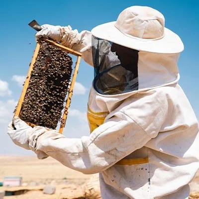 زنبورداری در قبرس شمالی